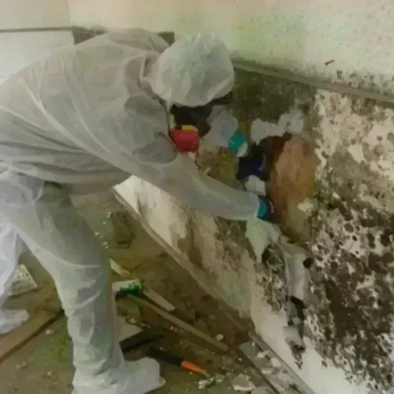 Mold Remediation and Removal in Hocking County, OH